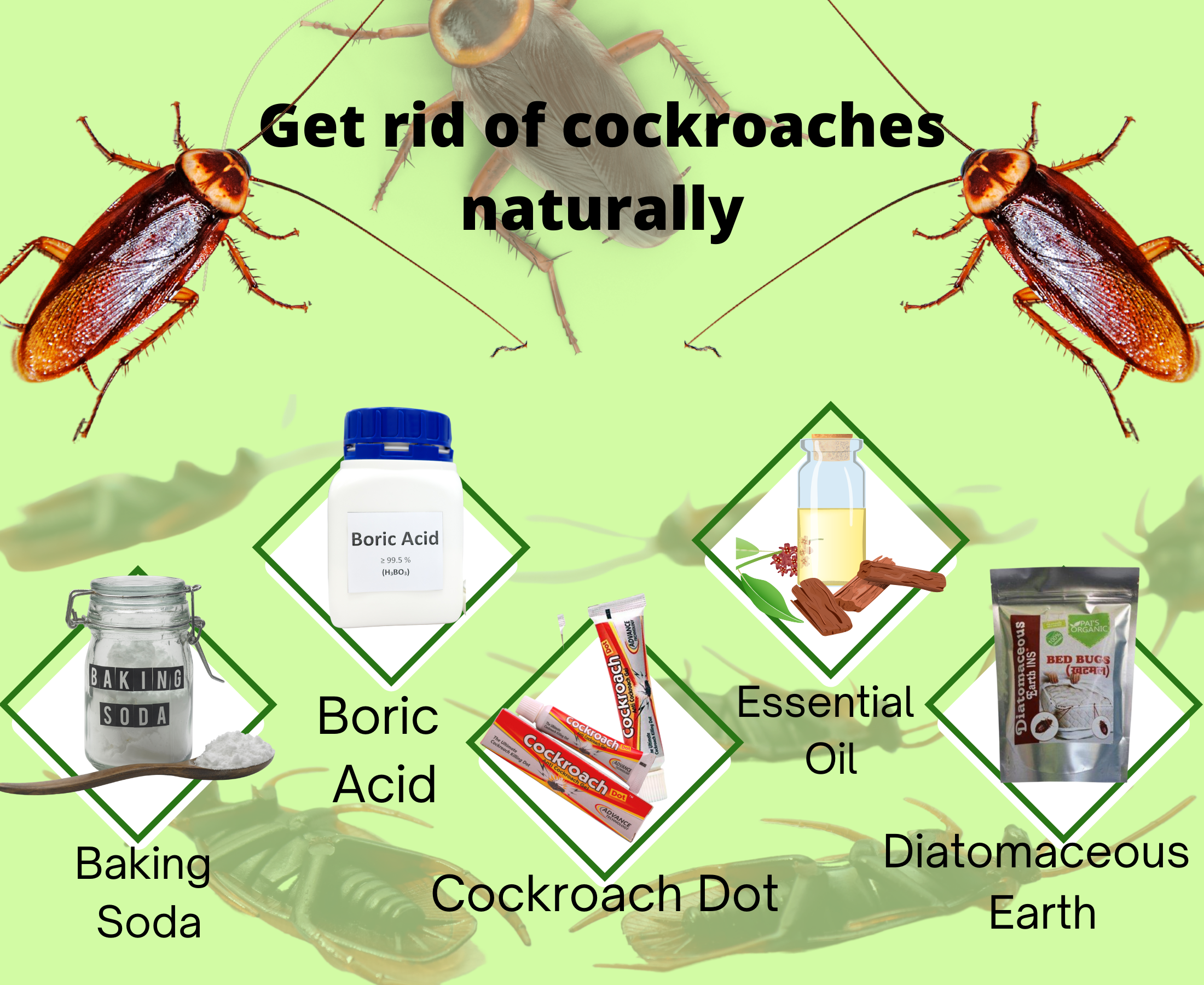 Get Rid Of A Roach Infestation