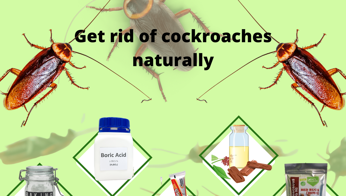 Best product/home remedies to get rid of a roach infestation?