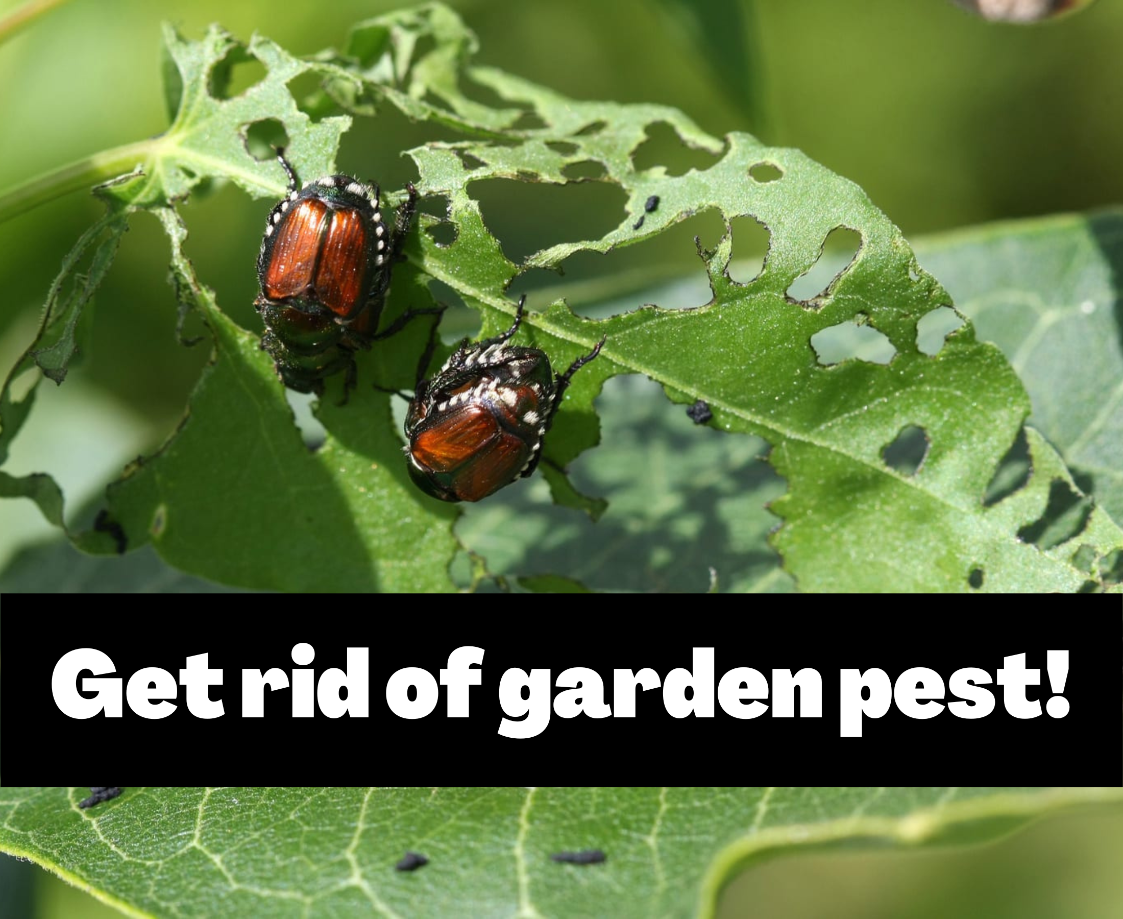 How to get rid of garden pests naturally?