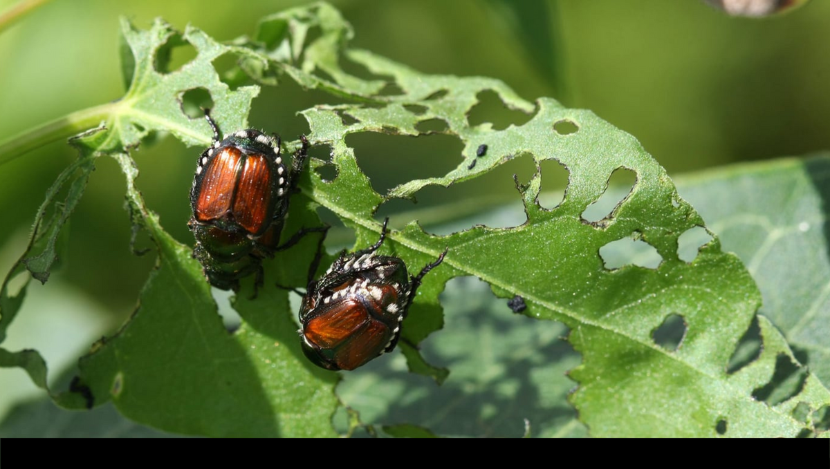 How to get rid of garden pests naturally?