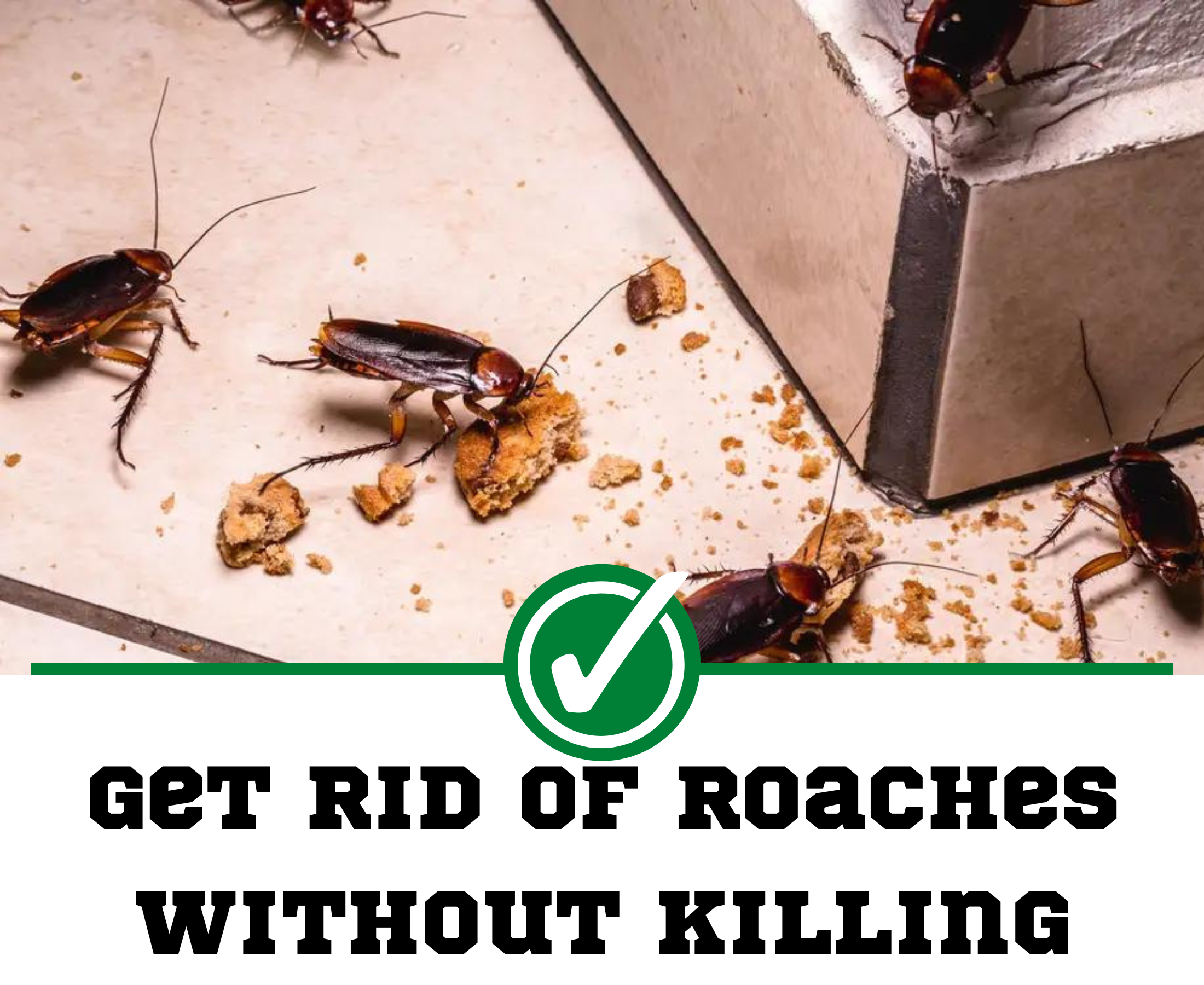 How to get rid of cockroaches without killing them?