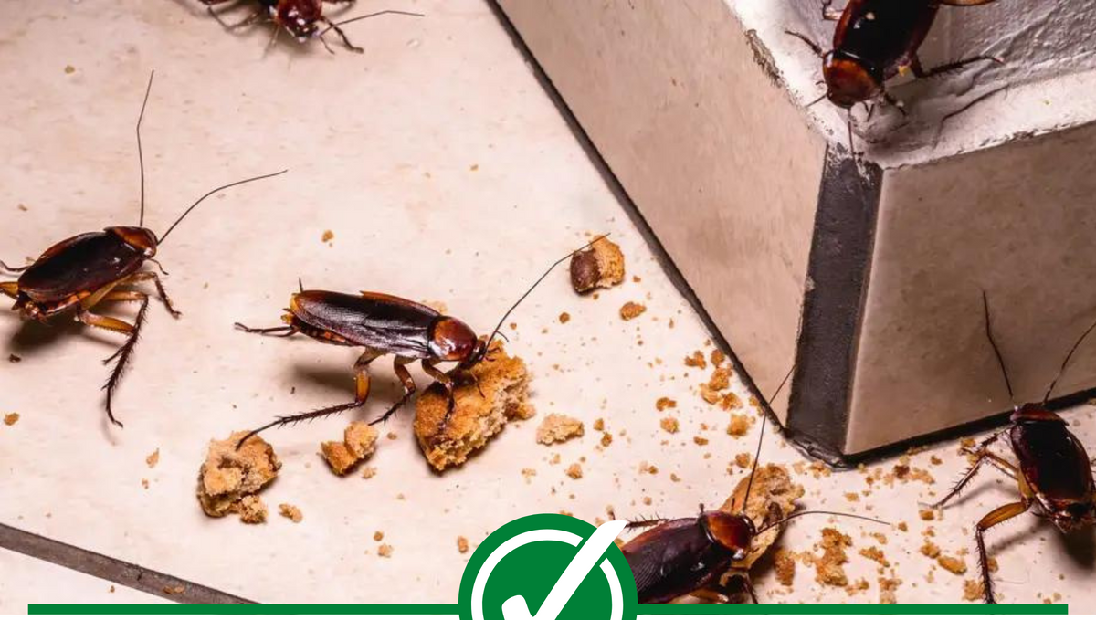 How to get rid of cockroaches without killing them?