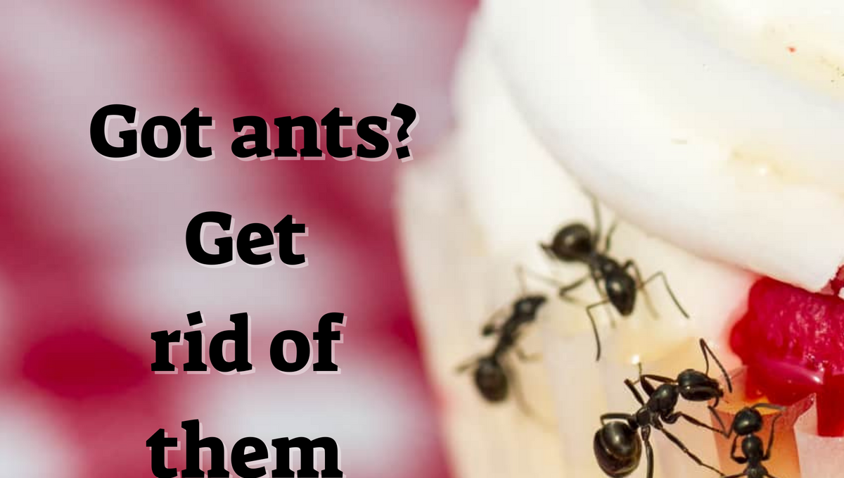 What keeps ants away permanently?