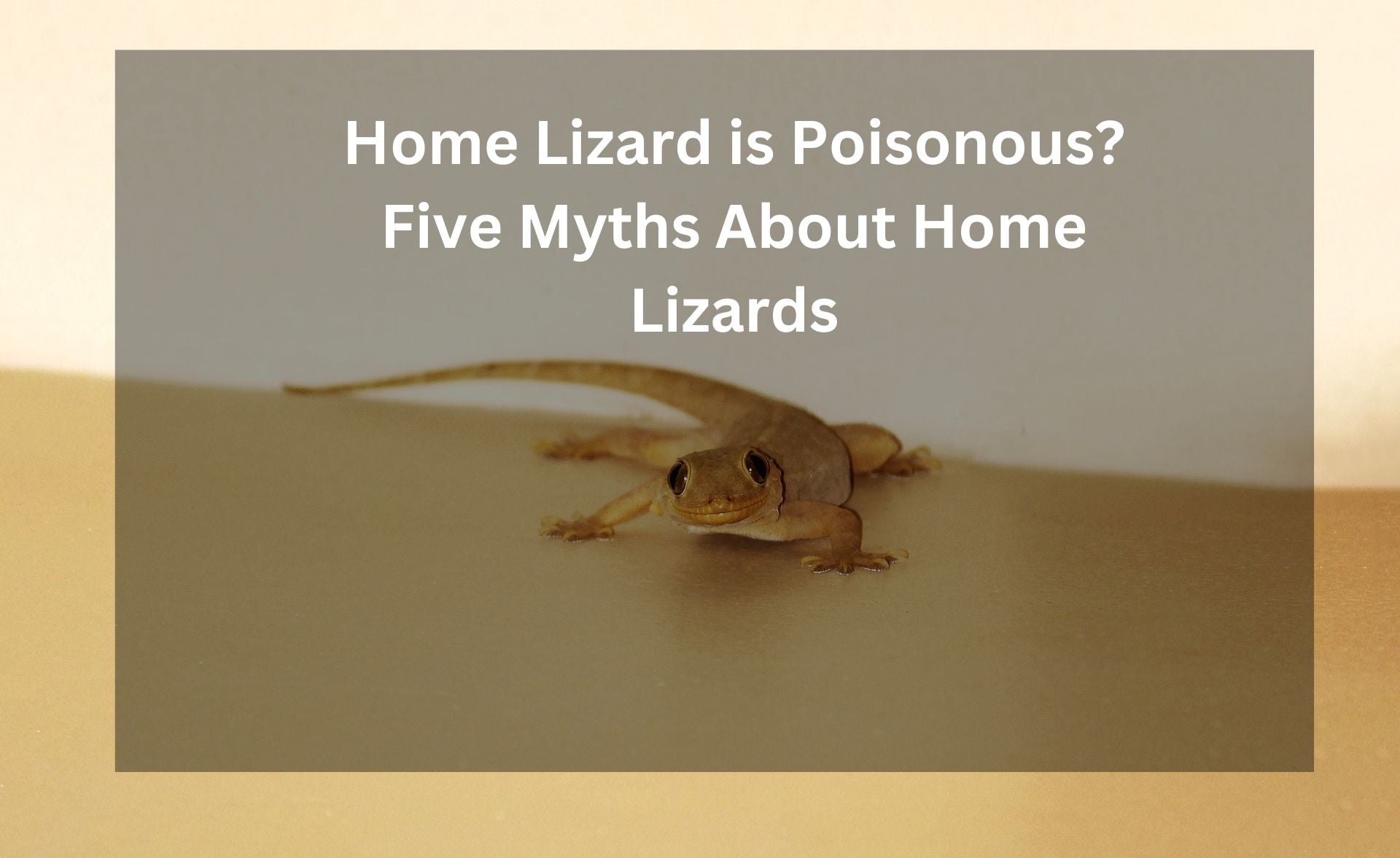 Home Lizard is Poisonous? Five Myths About Home Lizards