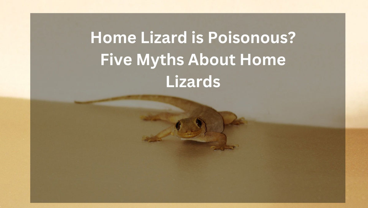 Home Lizard is Poisonous? Five Myths About Home Lizards