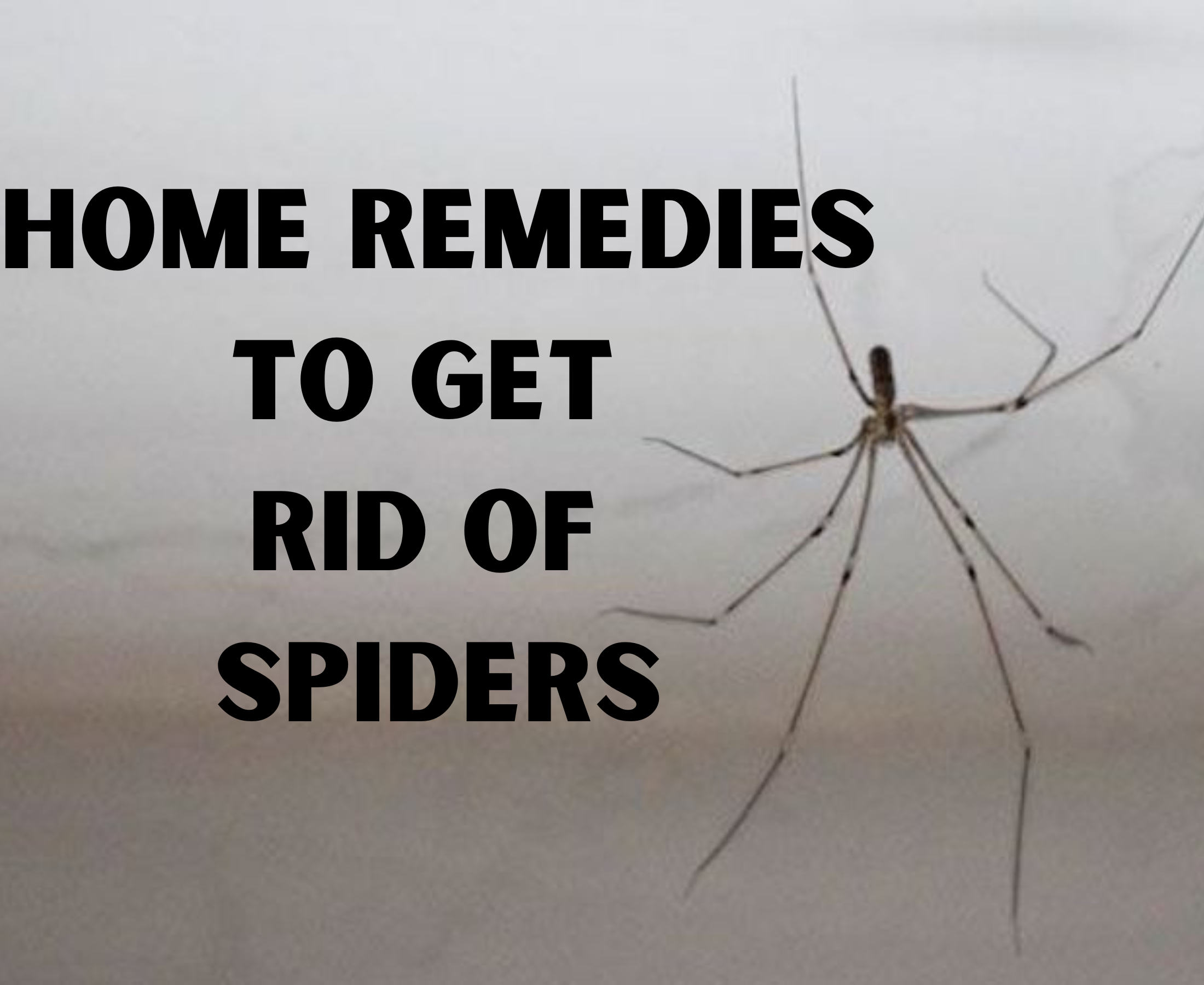 What home remedies will kill spiders?