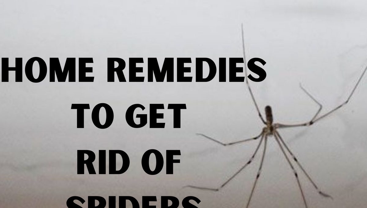 What home remedies will kill spiders?