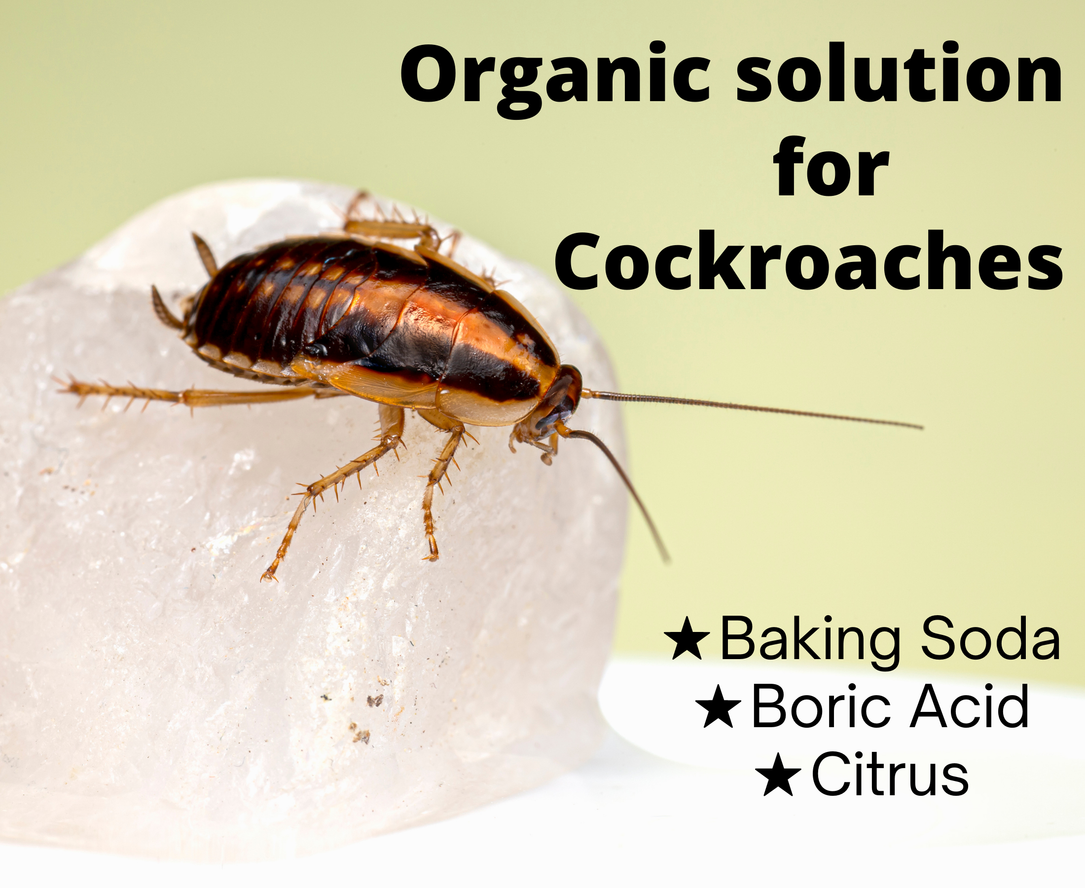 How to make the best cockroach gel at home?