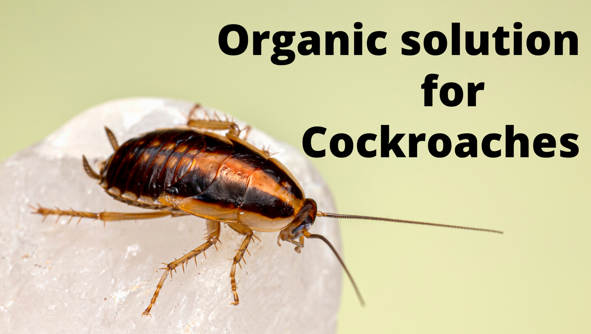 How to make the best cockroach gel at home?