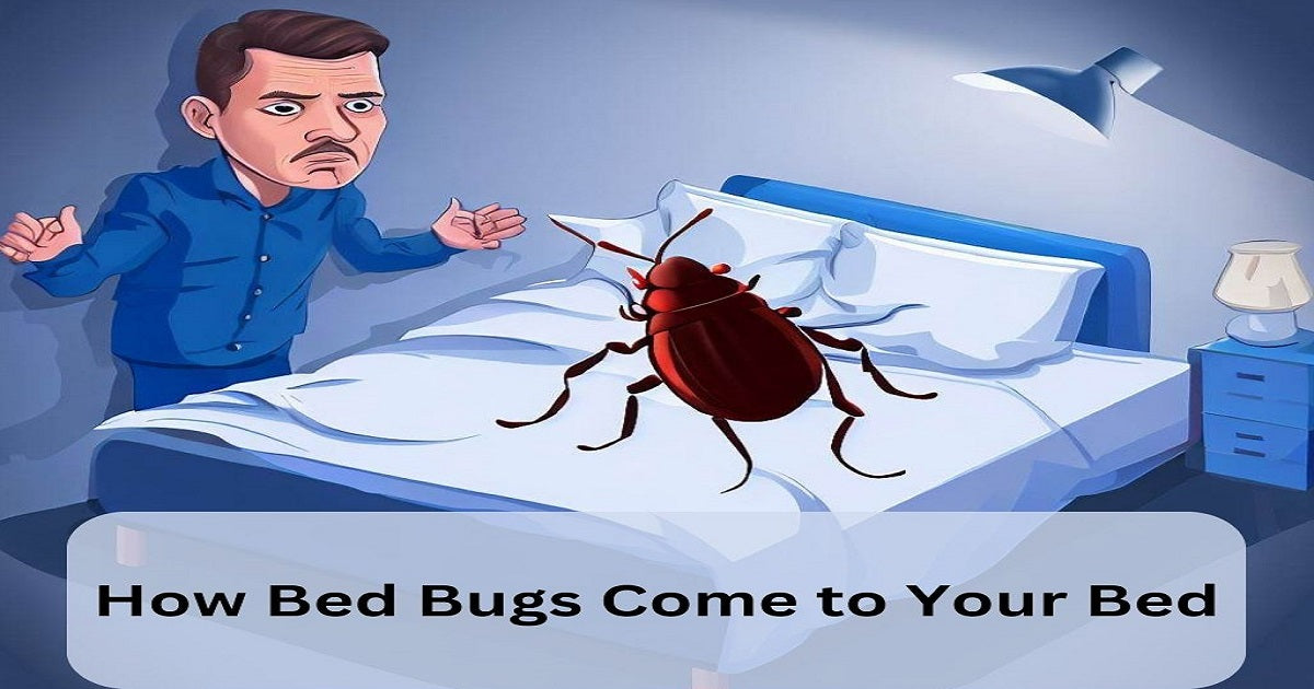 How Bed Bugs Come to Your Bed