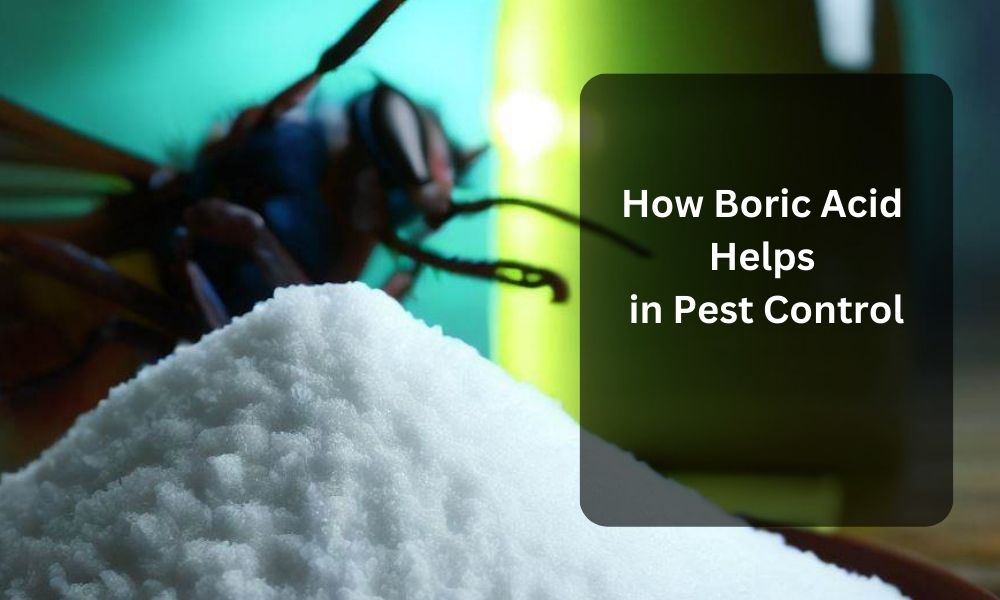 How Boric Acid Helps in Pest Control