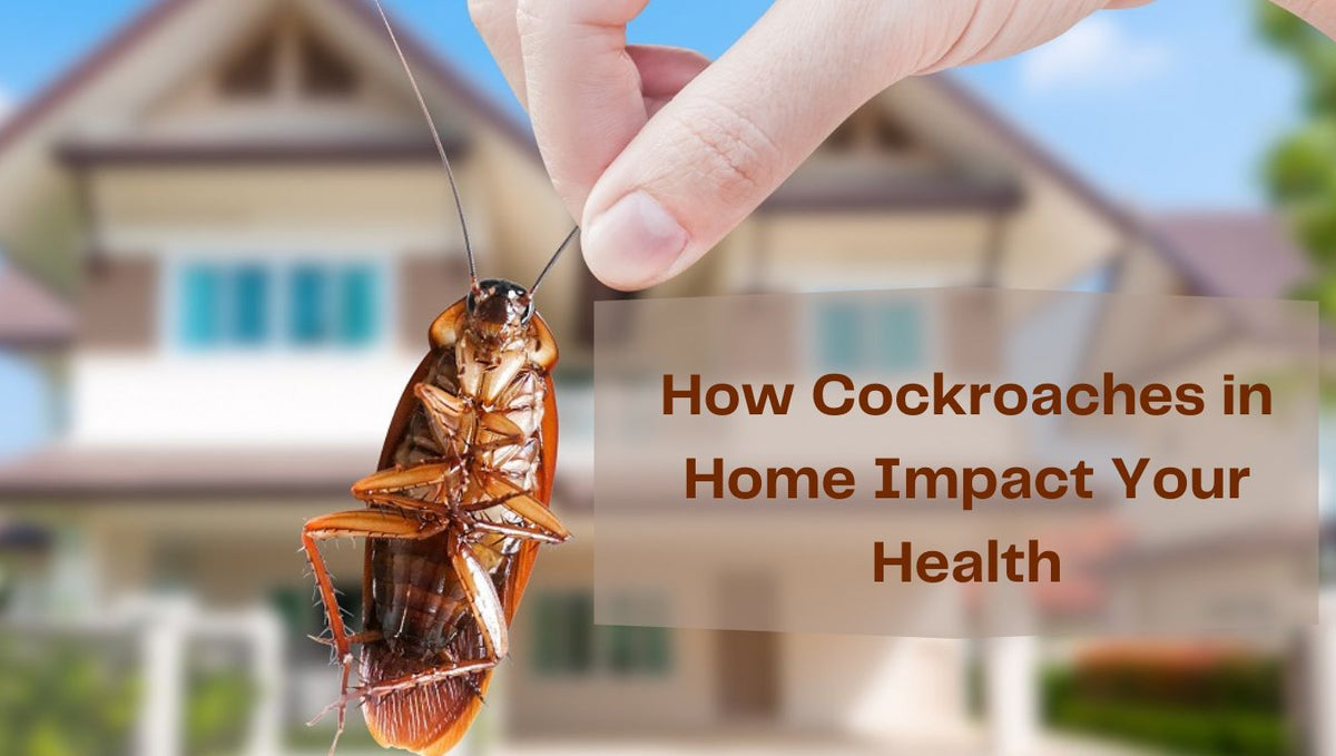 How Cockroaches in Home Impact Your Health
