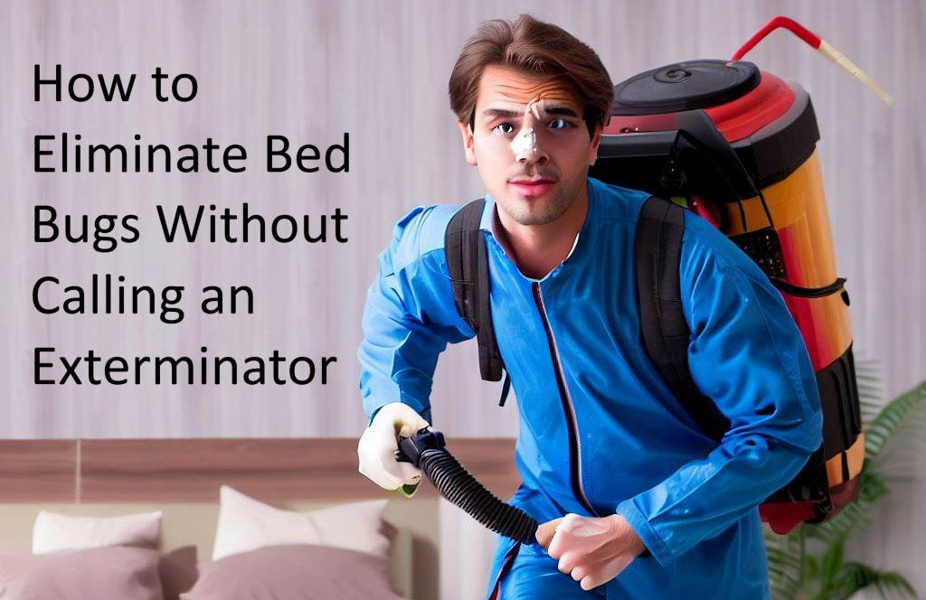 How to Eliminate Bed Bugs Without Calling an Exterminator