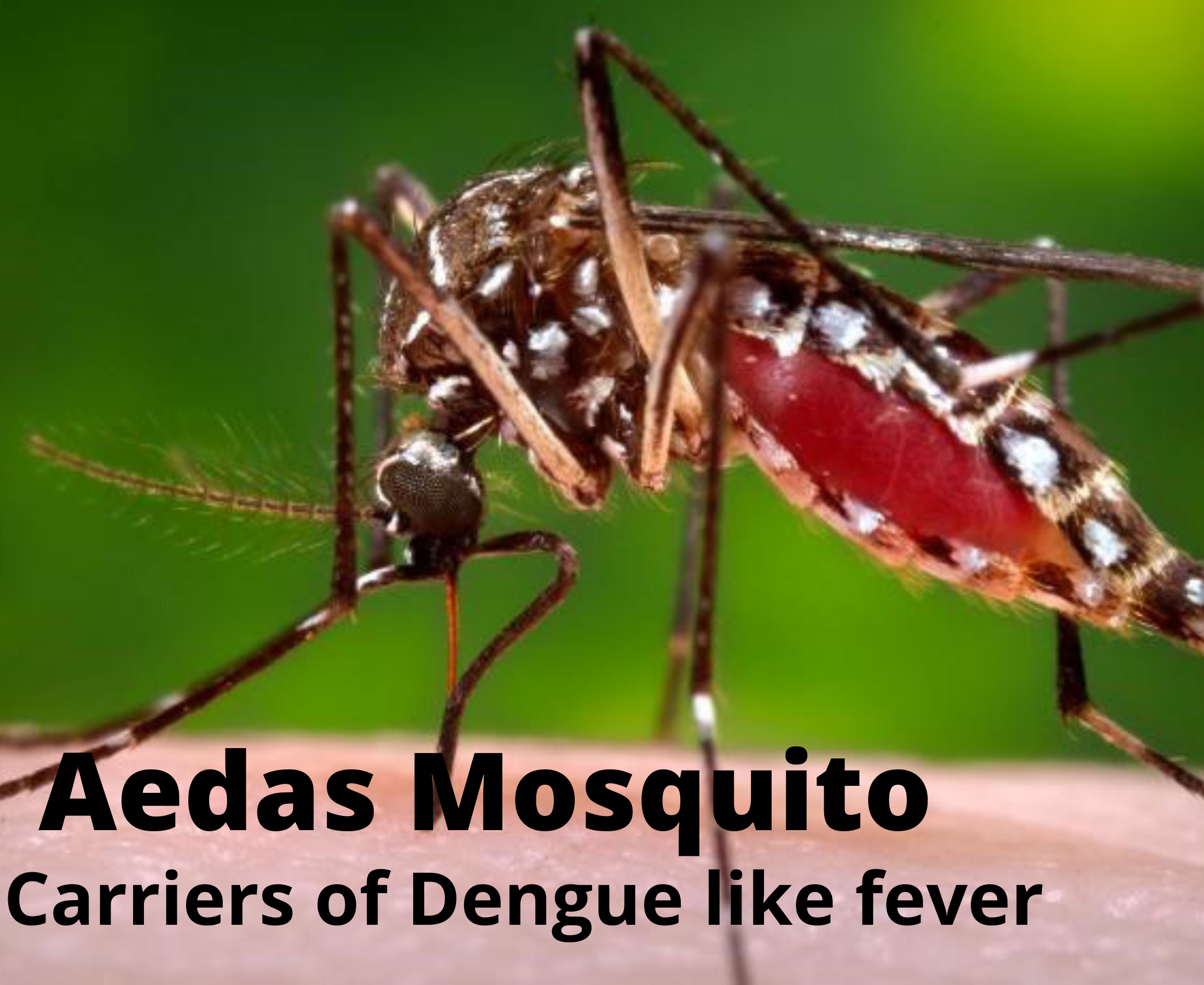 Everything You Should Learn About Dengue Mosquito Bite