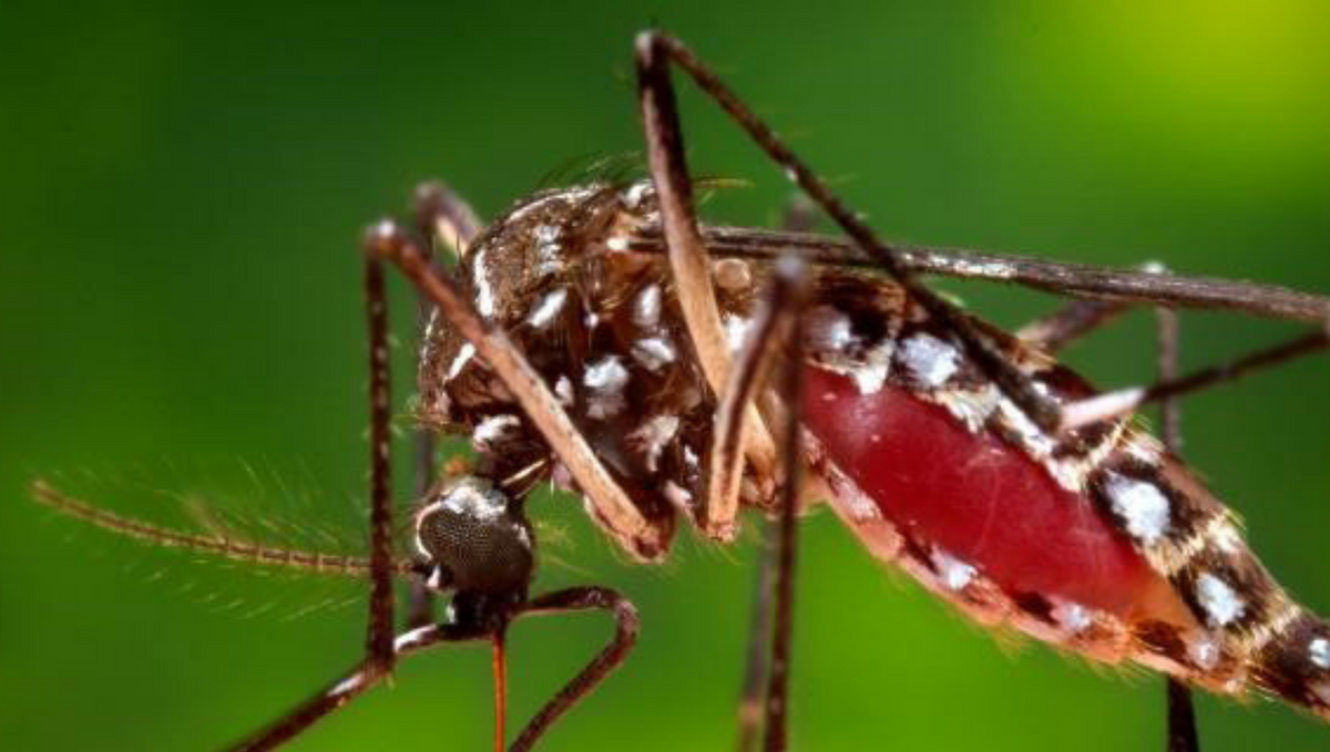 Everything You Should Learn About Dengue Mosquito Bite