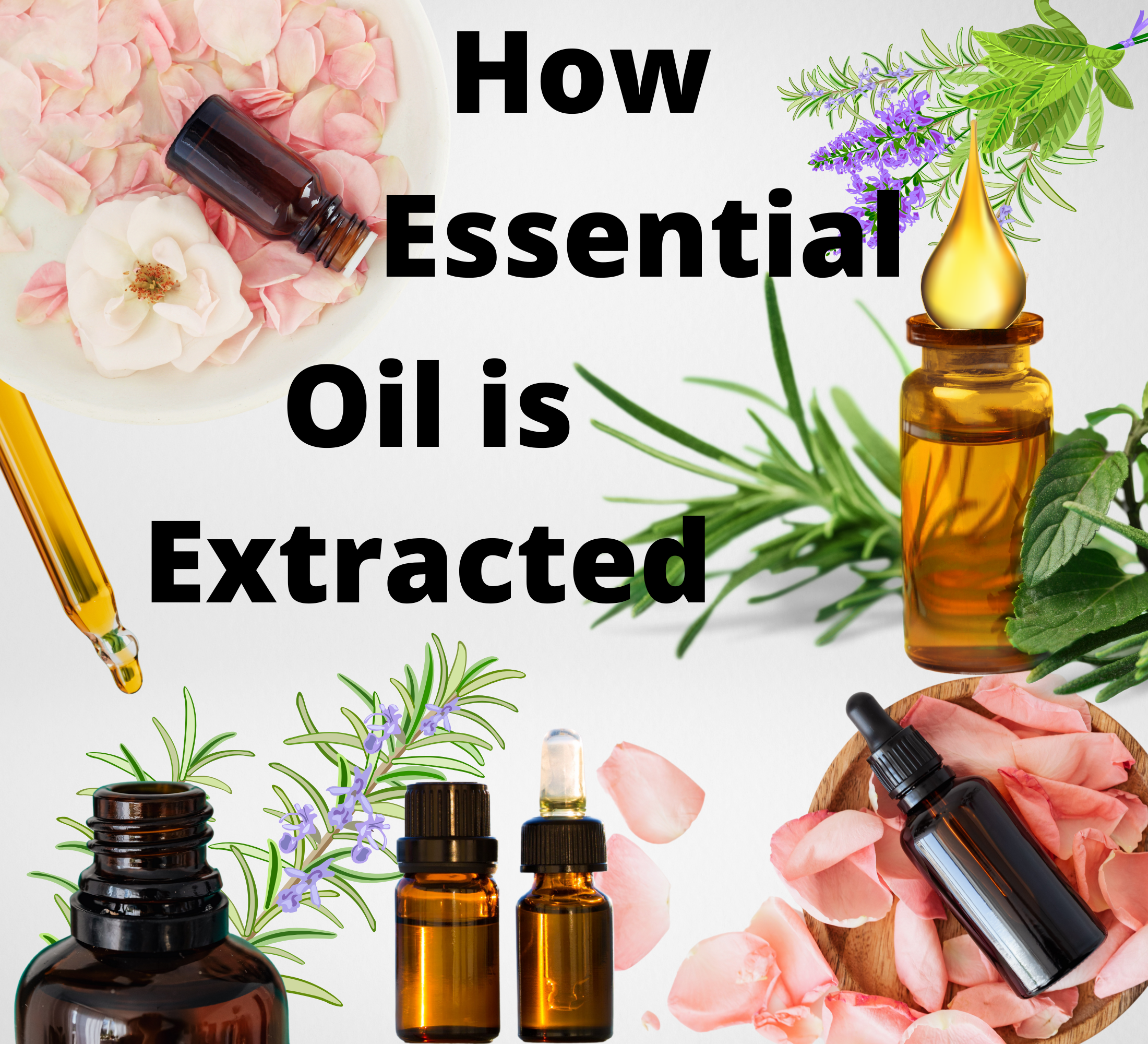 How essential oil is extracted manually?