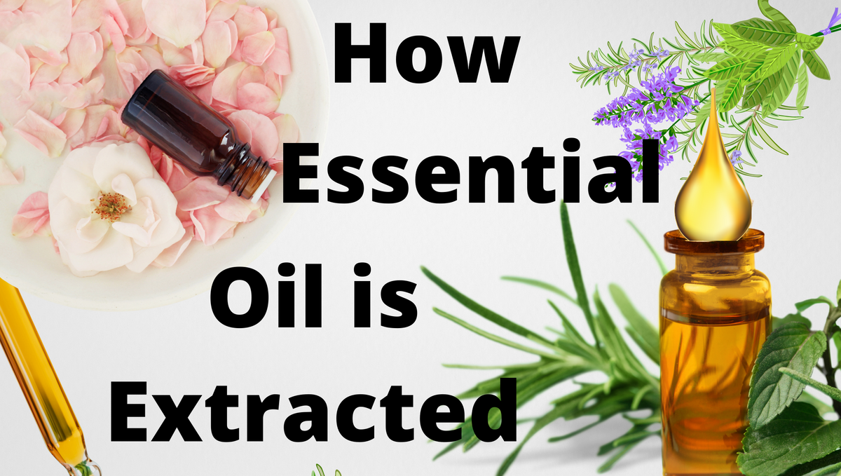 How essential oil is extracted manually?