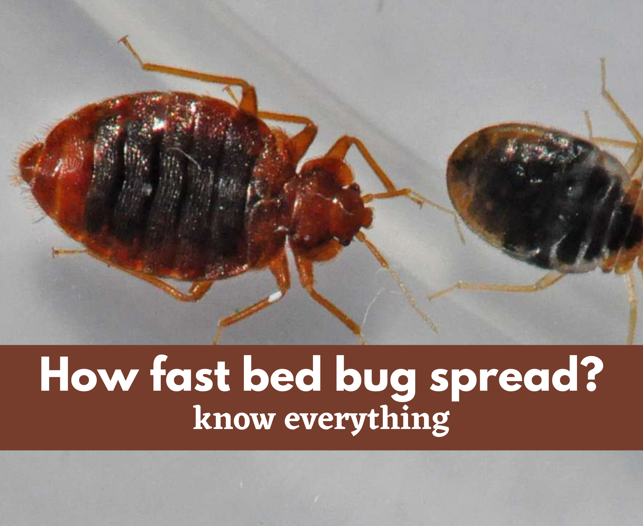 How fast do bed bugs spread?