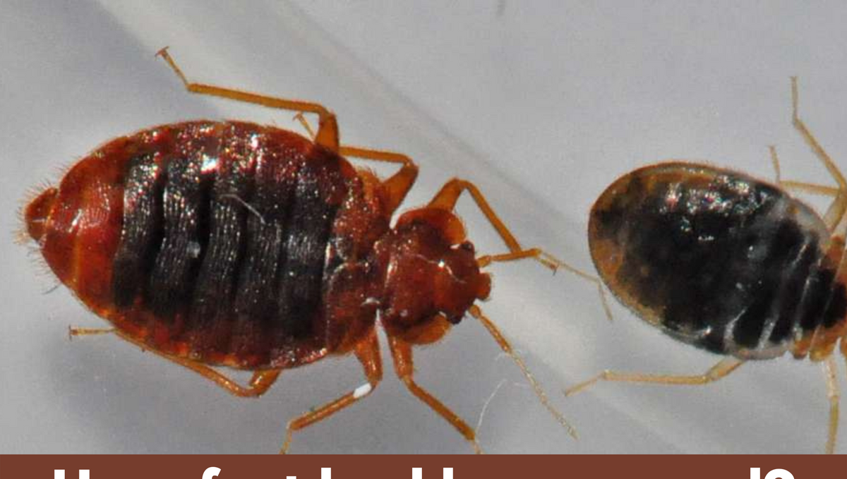 How fast do bed bugs spread?