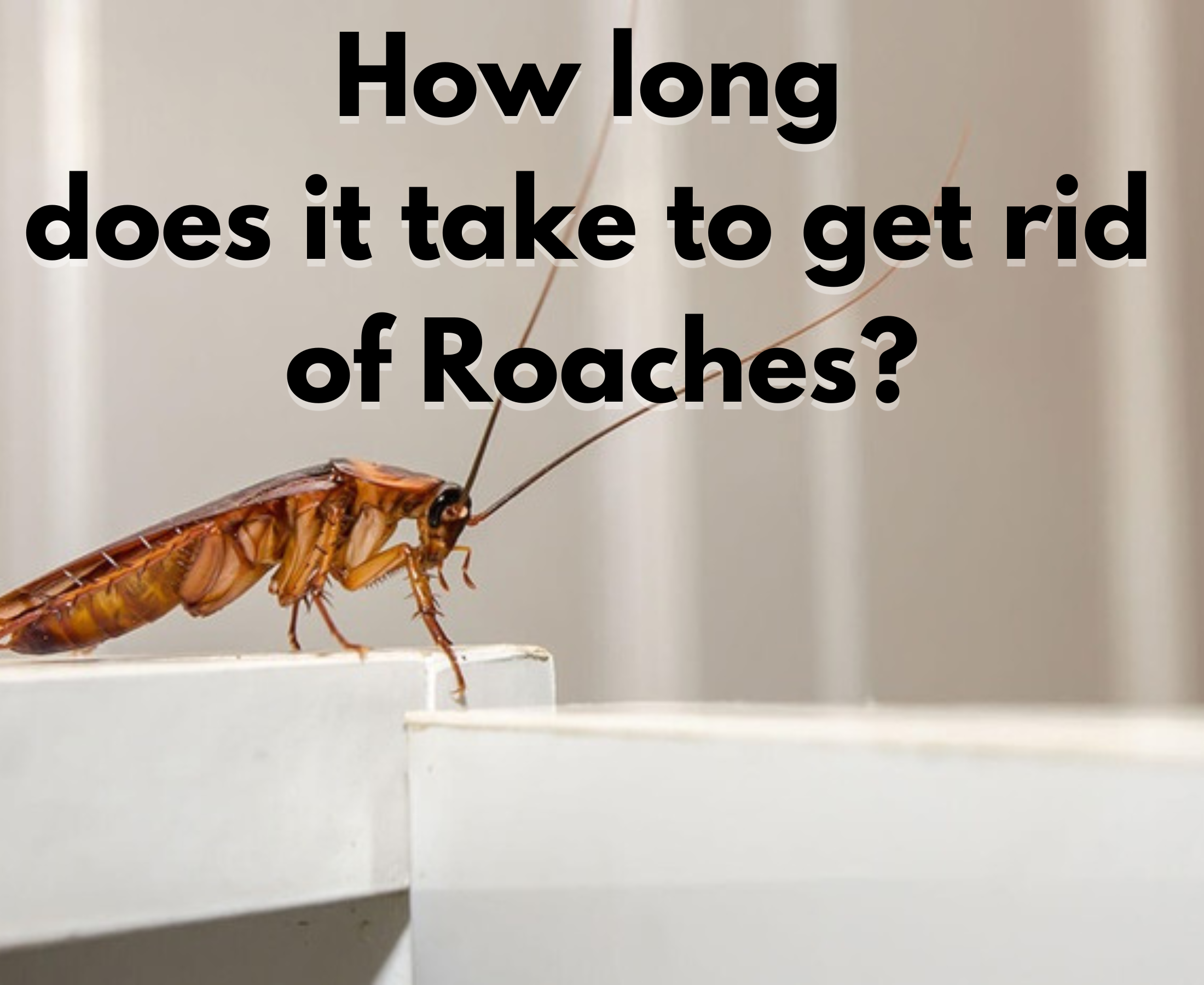 How long does it take to terminate the cockroach problem?