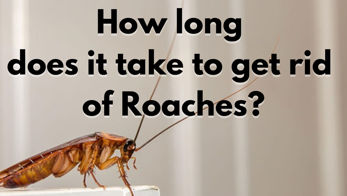 How long does it take to terminate the cockroach problem?