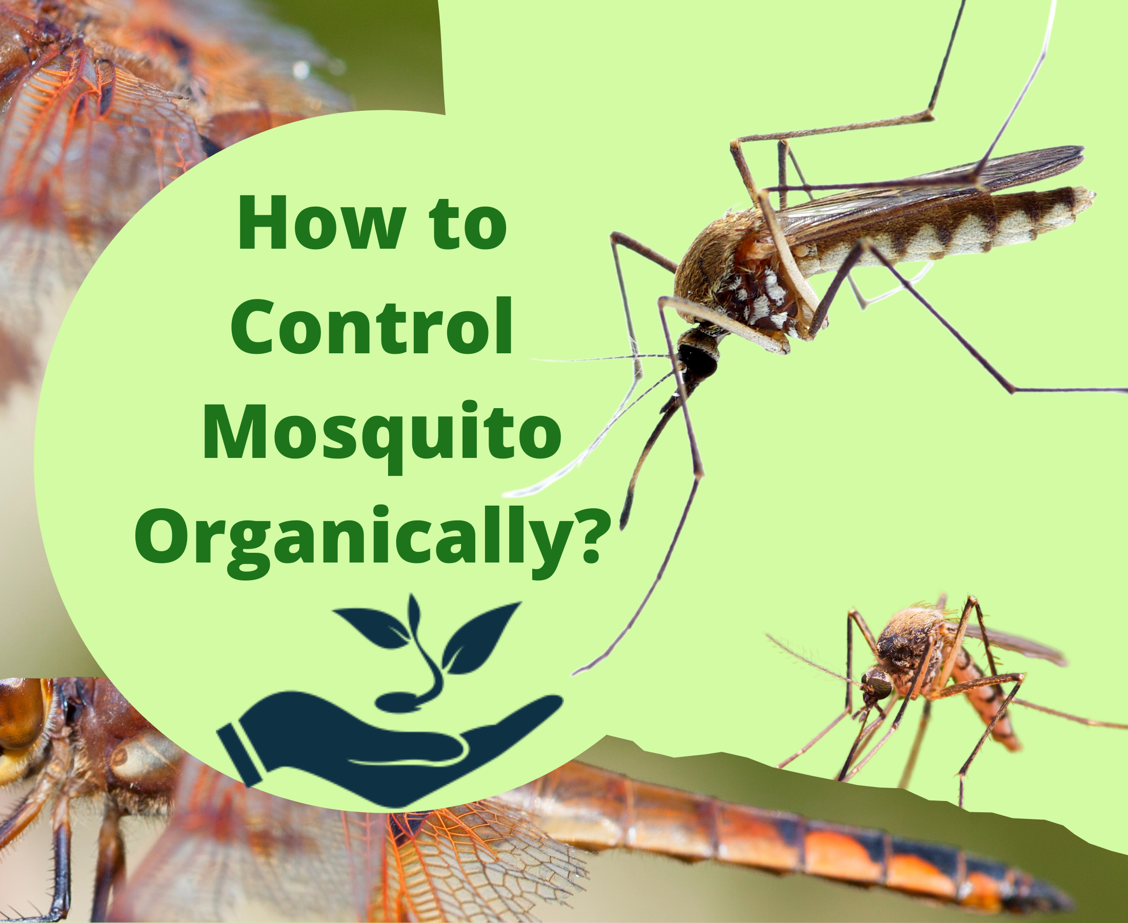 Are insecticides present in nature opt to protect from mosquitoes?
