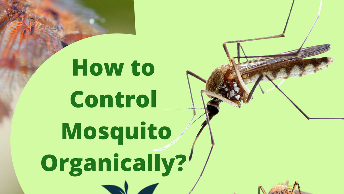 Are insecticides present in nature opt to protect from mosquitoes?