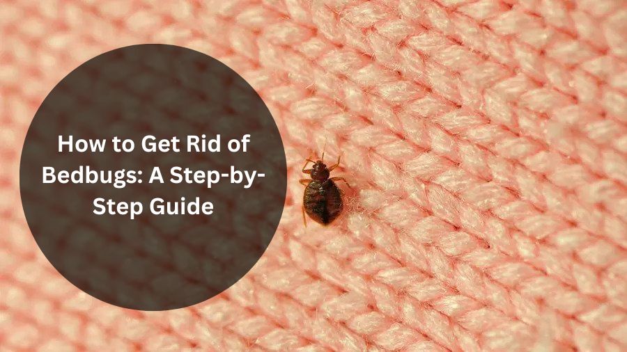 How to Get Rid of Bedbugs: A Step-by-Step Guide