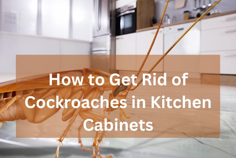 Roaches In Kitchen Cabinets