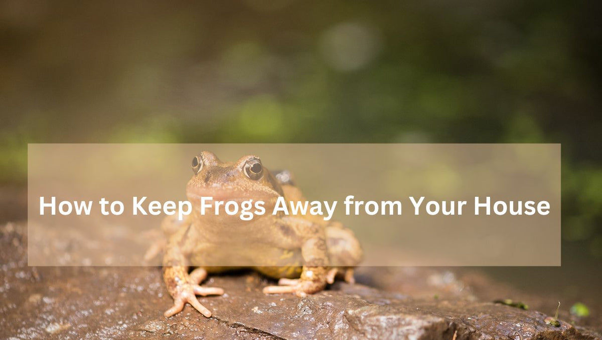 How to Keep Frogs Away from Your House: Effective Tips and Tricks