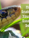 How to Keep Snakes Away from Your Farmhouse: Essential Tips for Serpent-Free Living