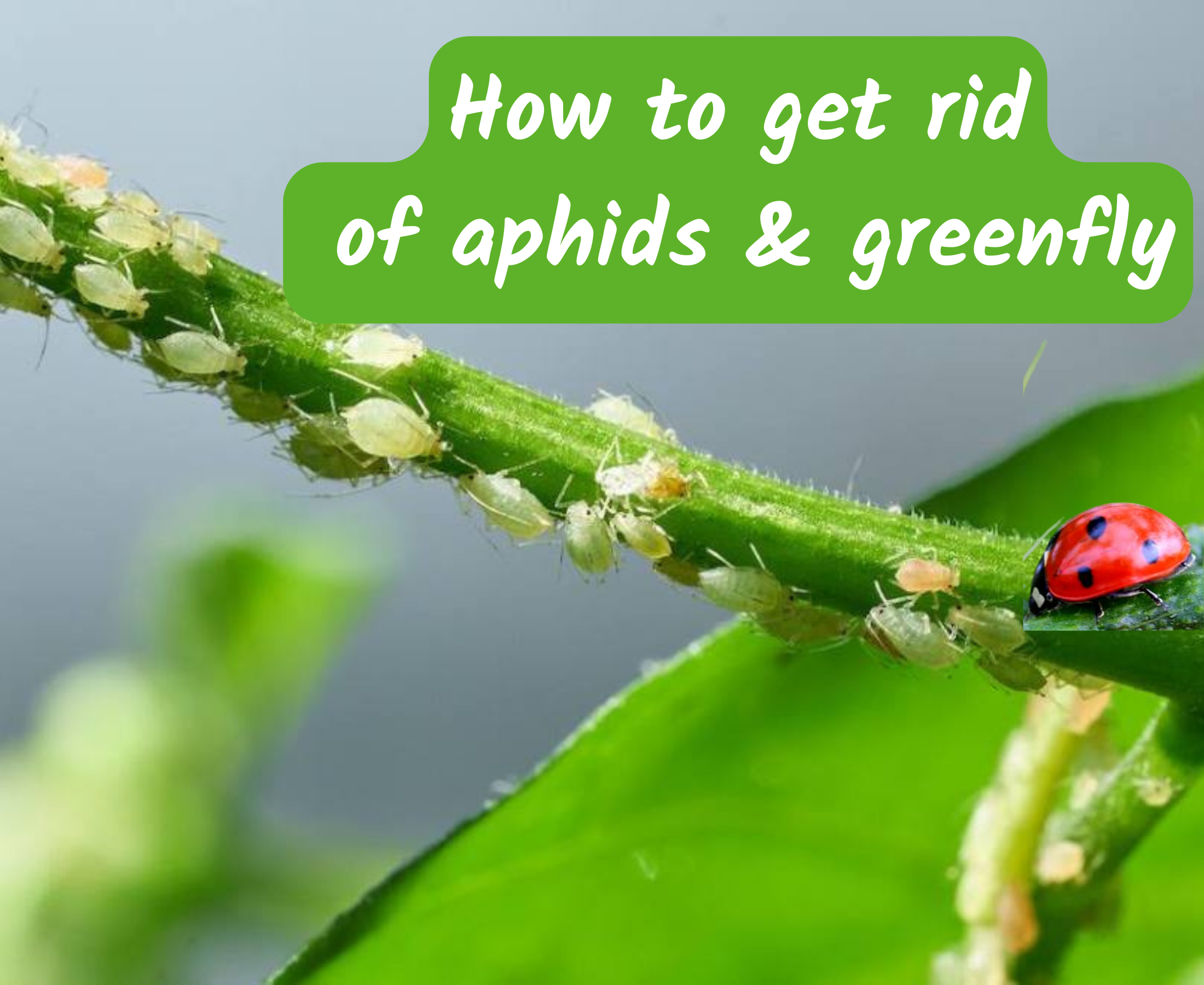 How to get rid of aphids and protect plants?