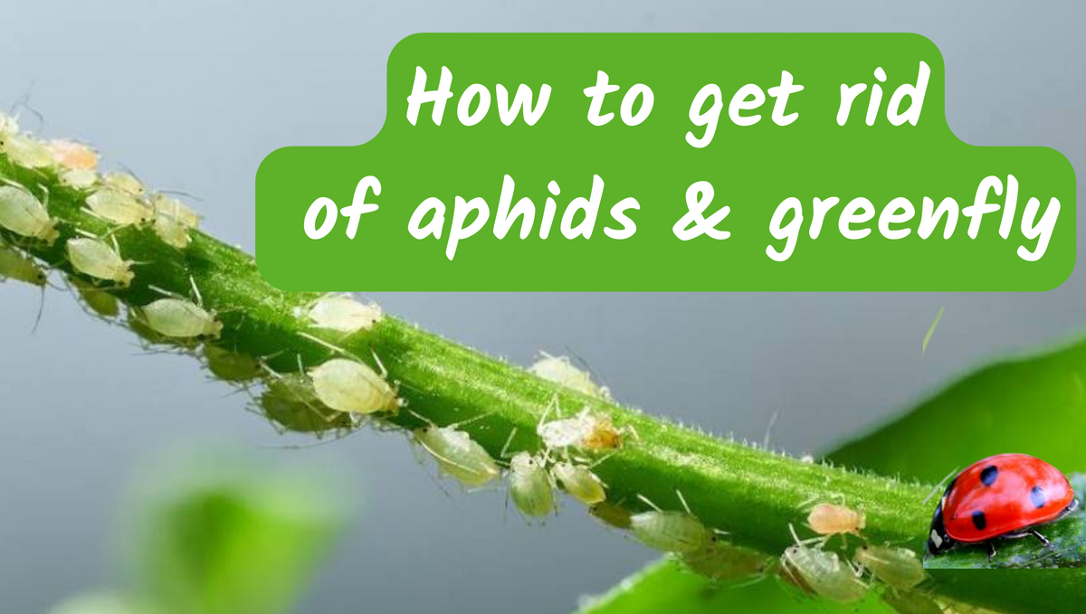 How to get rid of aphids and protect plants?