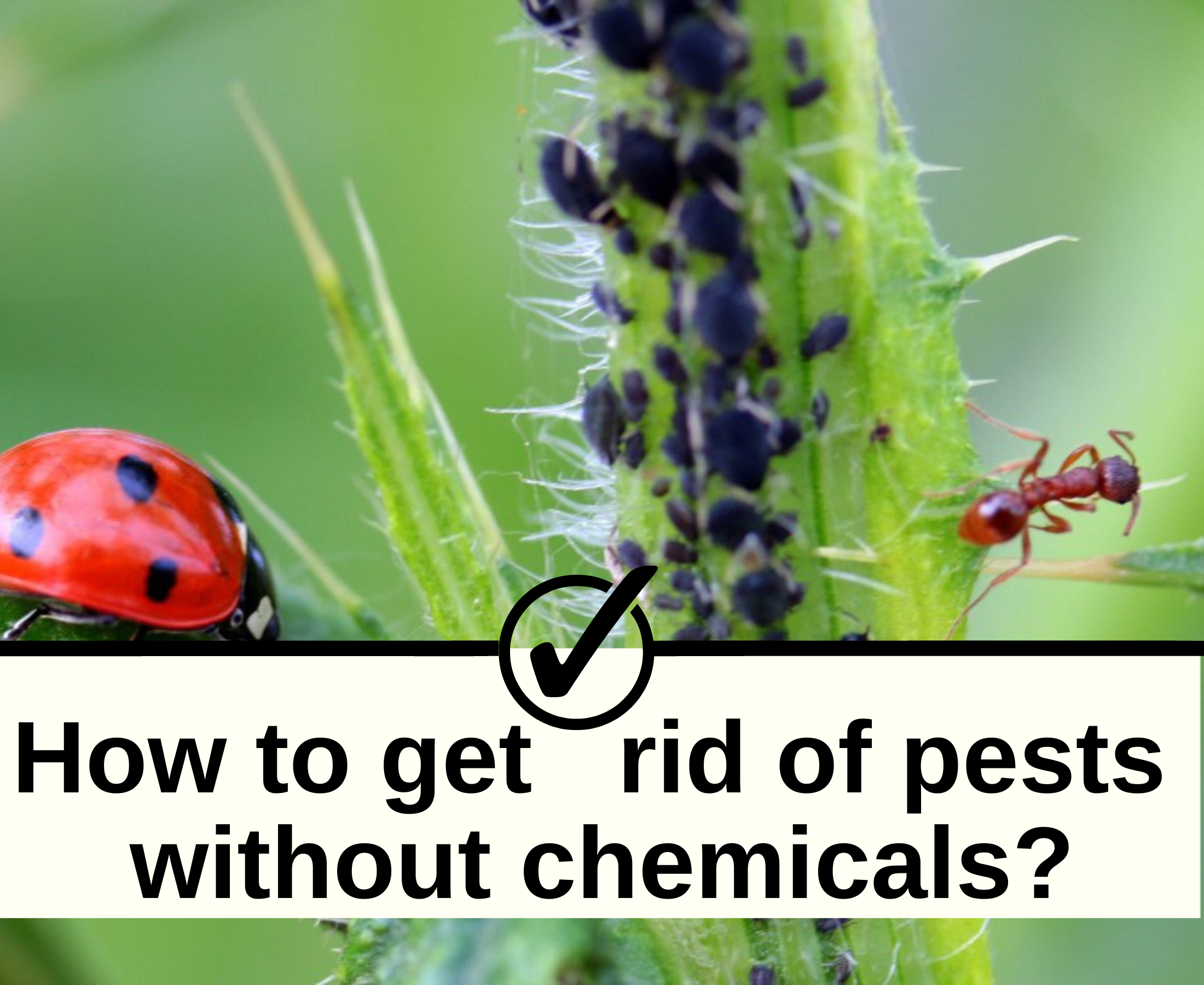 How to reduce pests without chemicals?­­­­­