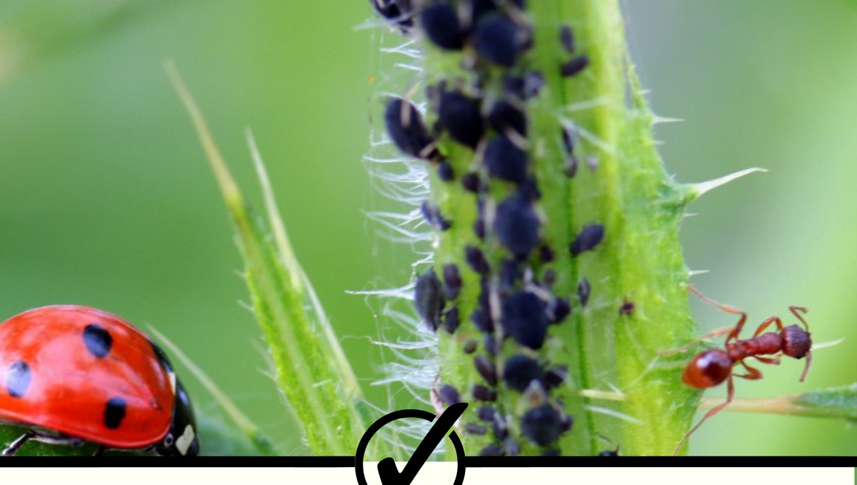 How to reduce pests without chemicals?­­­­­