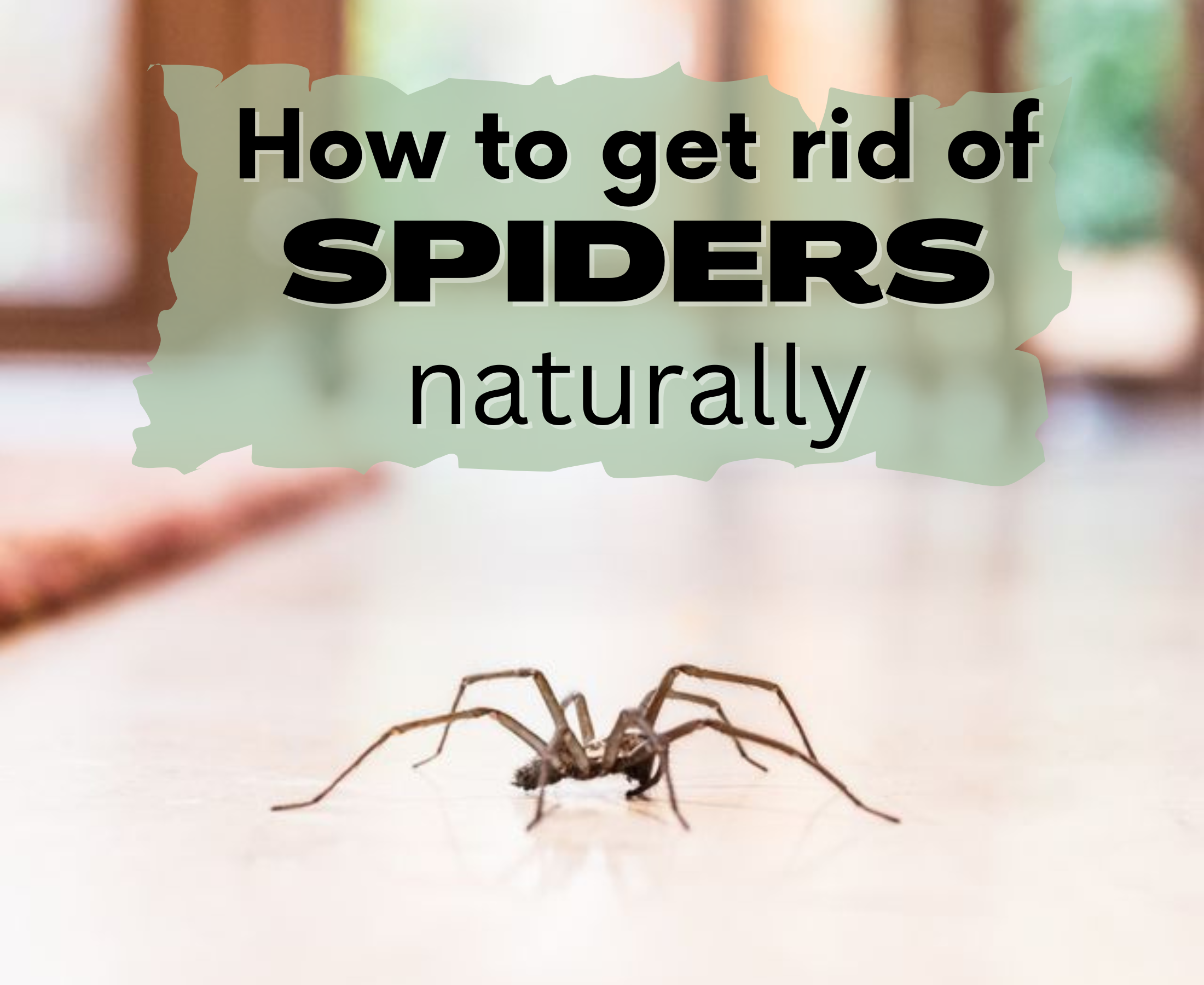 What scent will keep the spiders away?