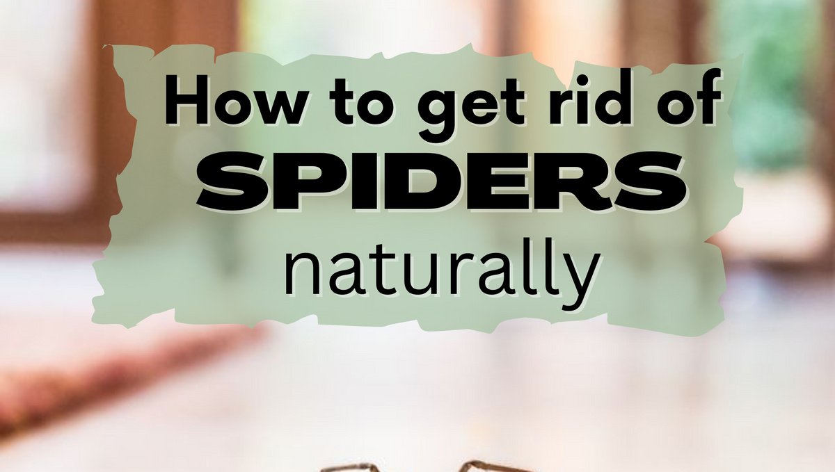 What scent will keep the spiders away?