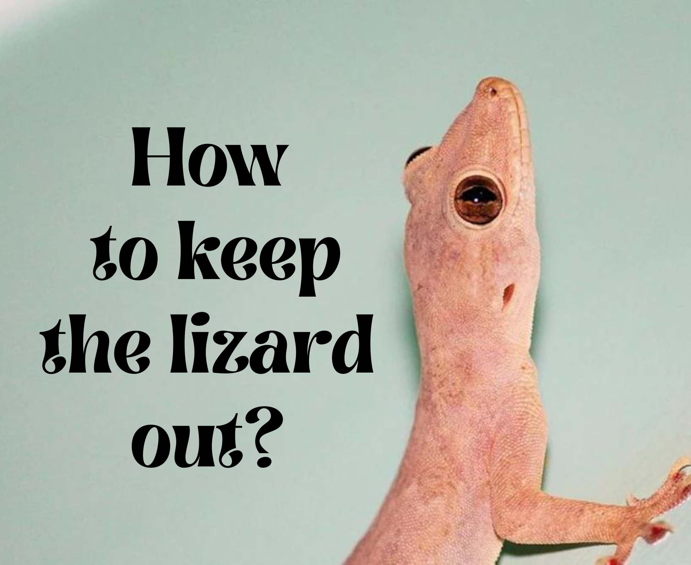 How to keep lizard out of the house? Simple ways