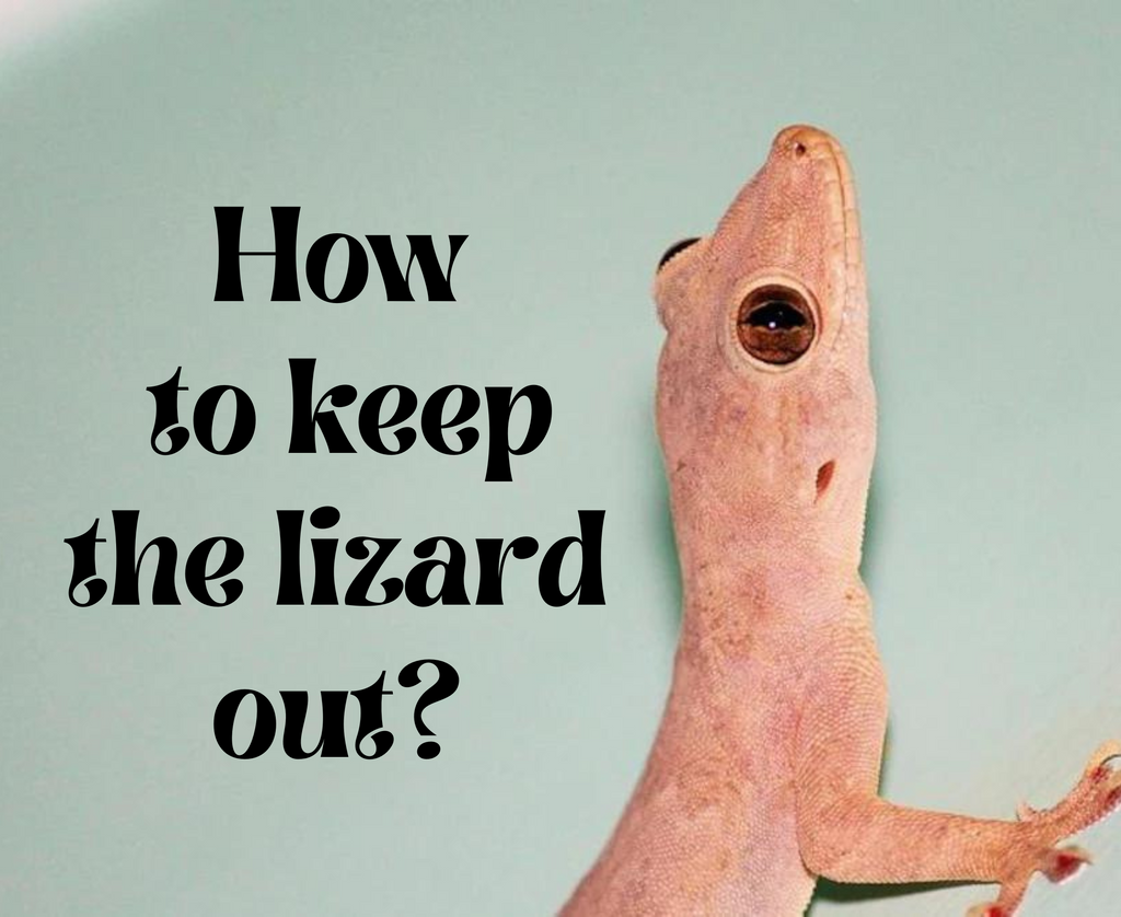 Serene How To Get Lizard Out Of The House Landscape Collection Serene How To Get Lizard Out Of The House Landscape Collection