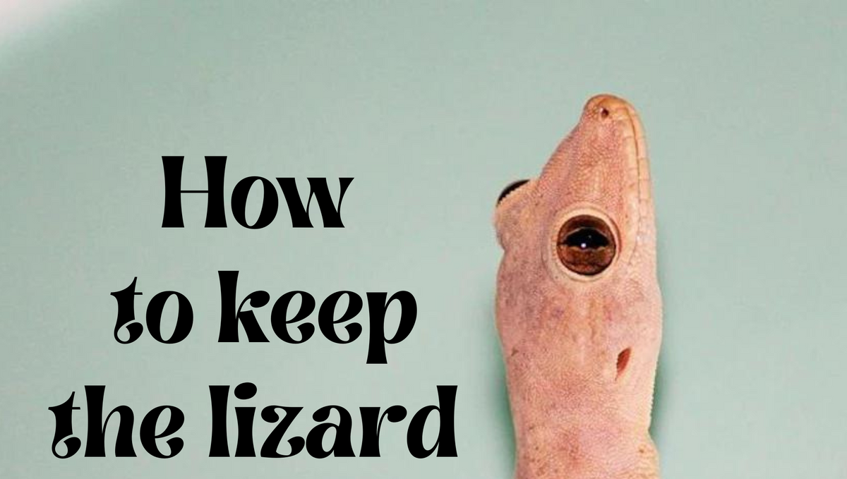 How to keep lizard out of the house? Simple ways