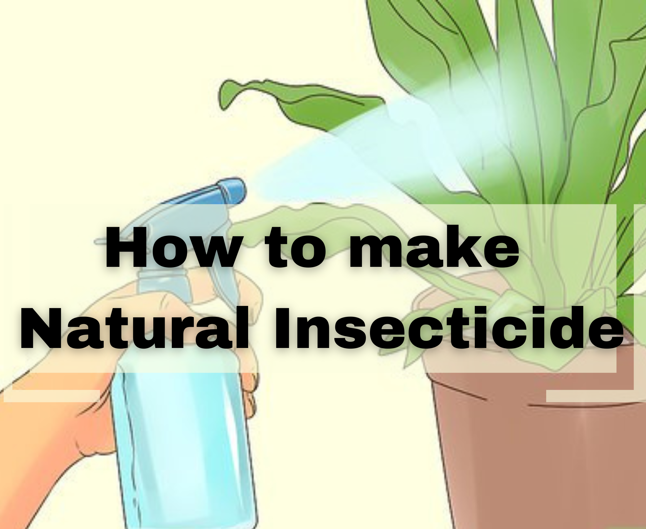 How to make strong natural insecticides at home?