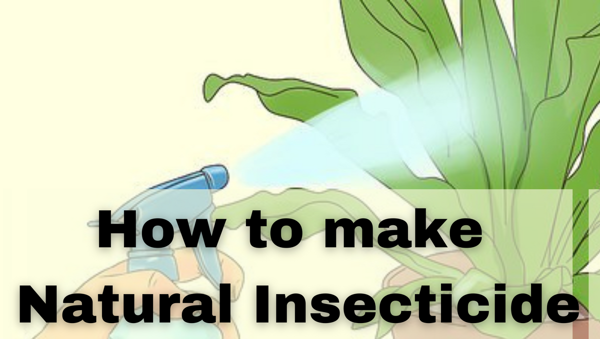 How to make strong natural insecticides at home?