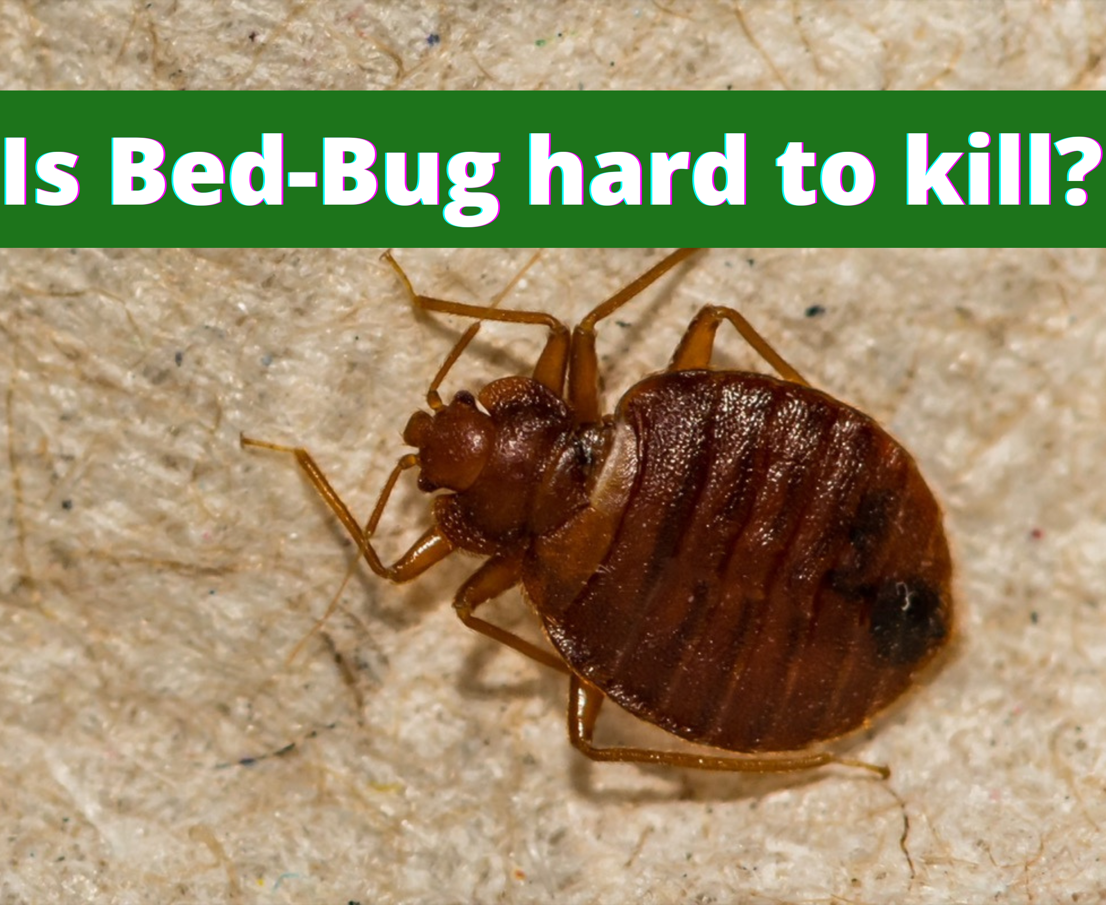 How to kill bed bugs at home?