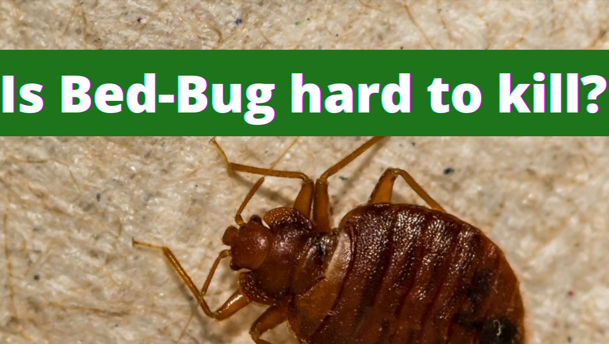 How to kill bed bugs at home?