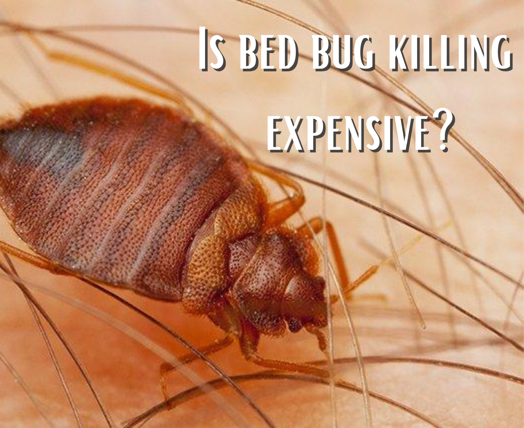 Why bed bug service is so expensive and a solution?