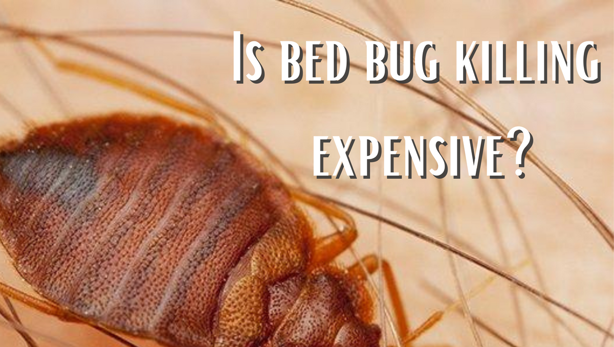 Why bed bug service is so expensive and a solution?