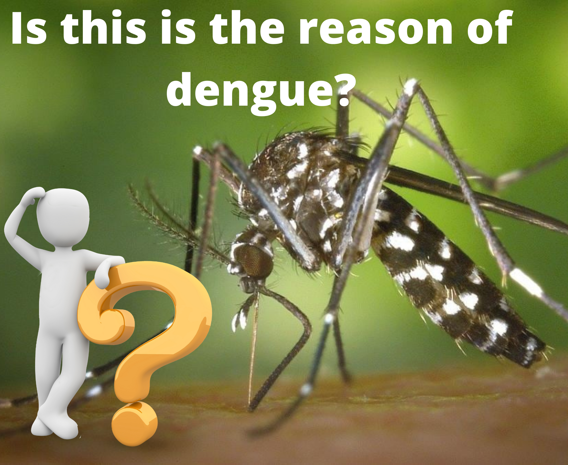 Whether the dengue is spread by a male or female mosquito?