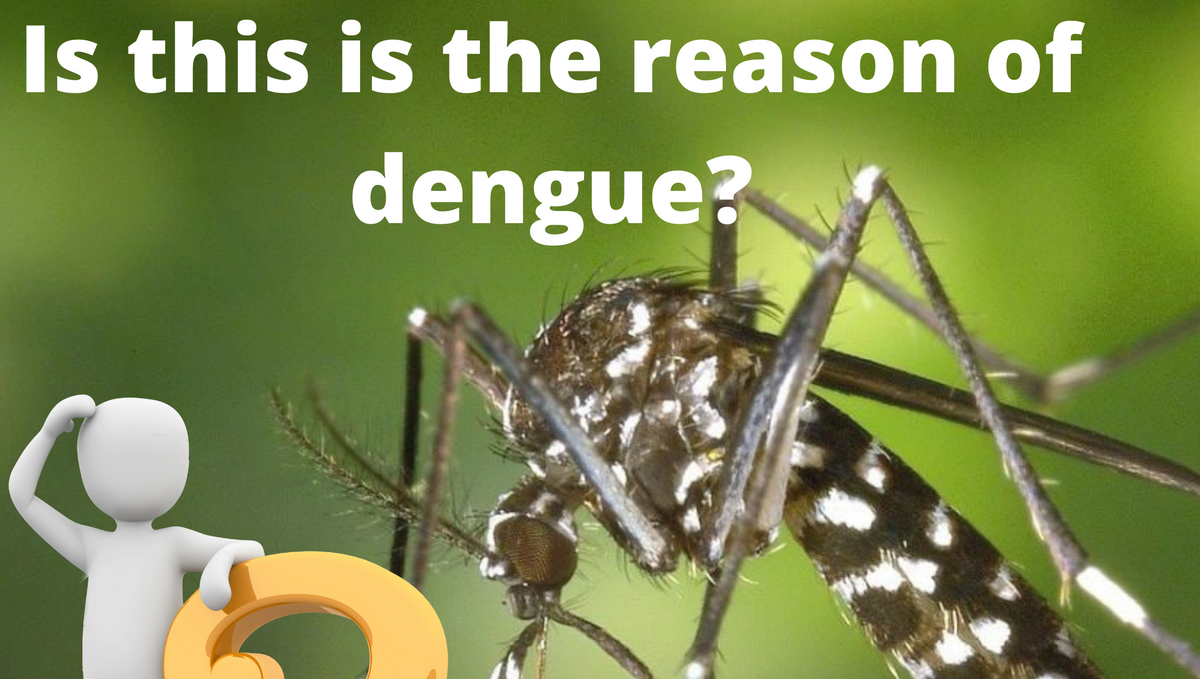 Whether the dengue is spread by a male or female mosquito?