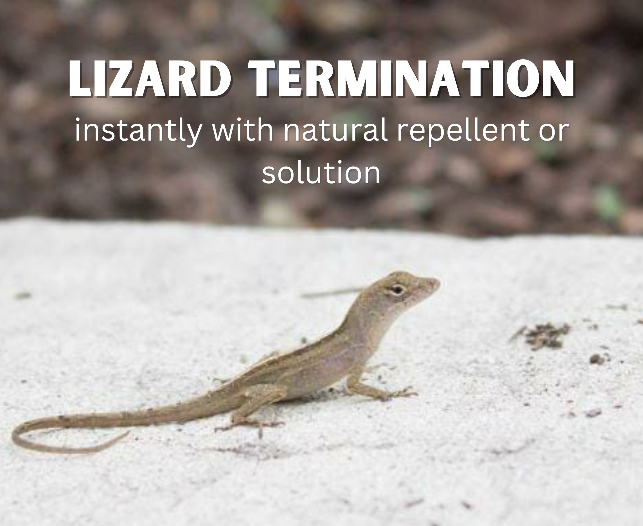 What will kill the lizard instantly and naturally?