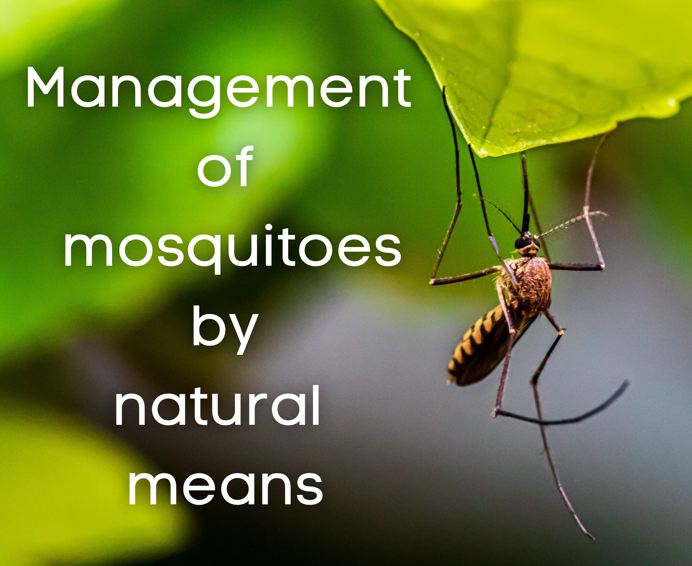 What are 3 common methods to control mosquitoes?